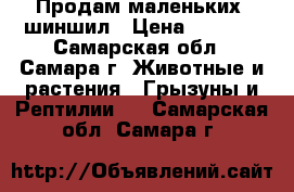 Продам маленьких  шиншил › Цена ­ 5 000 - Самарская обл., Самара г. Животные и растения » Грызуны и Рептилии   . Самарская обл.,Самара г.